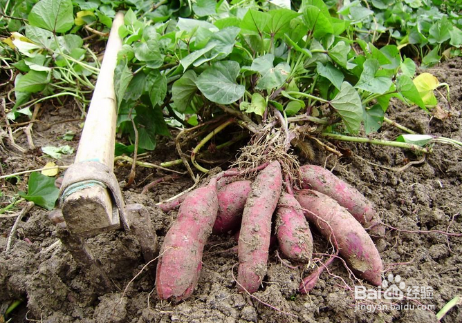 哪些食物可促进脂肪燃烧