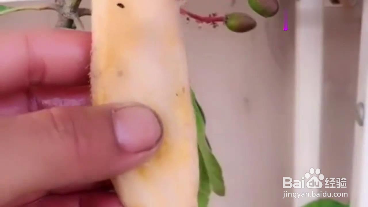 如何用芒果核种出盆栽？