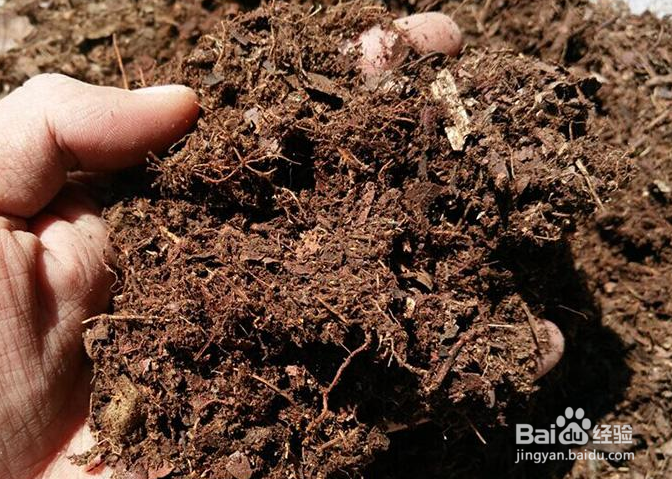 铁兰的养殖方法和注意事项