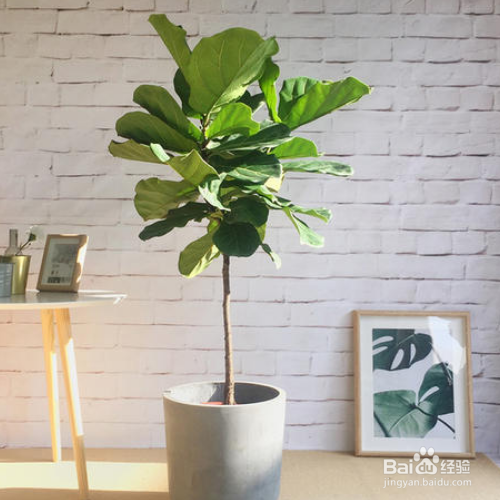 琴叶榕掉叶子怎么办?