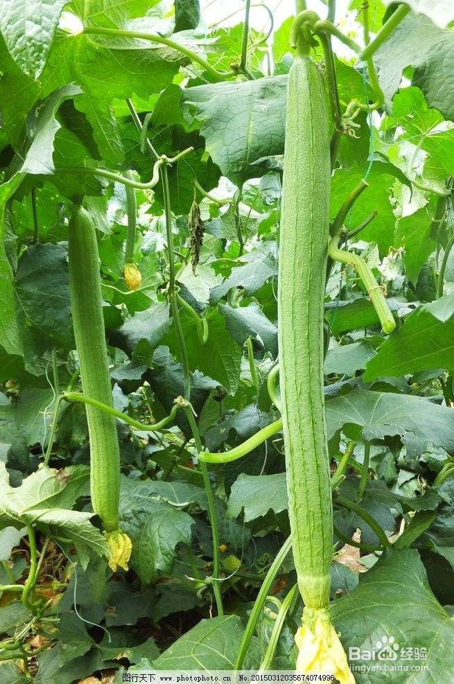 不吃药治疗玫瑰糠疹的正确方法