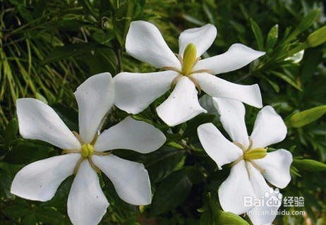 栀子花叶子被虫咬了怎么办