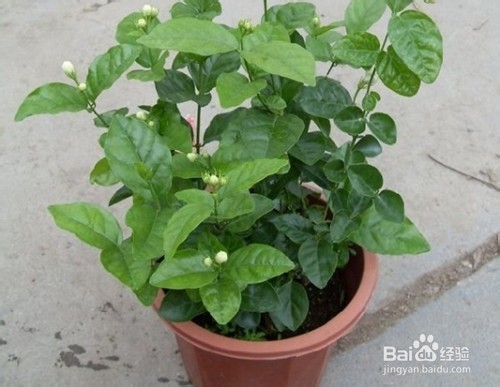 盆栽茉莉花怎么养