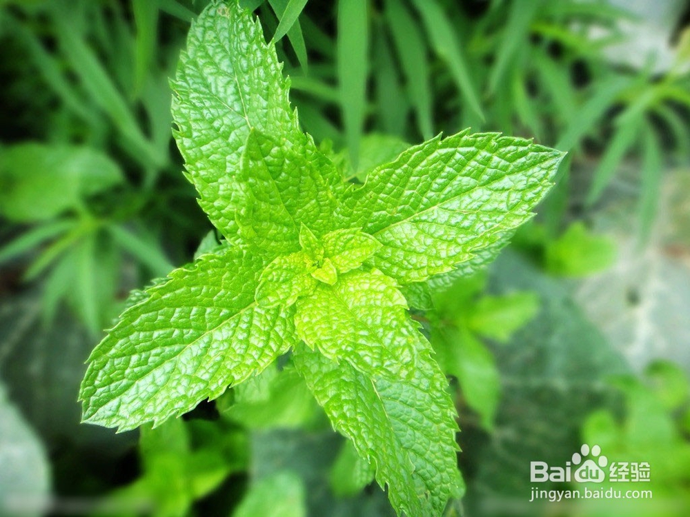 防蚊、驱蚊、灭蚊和止痒的方法有哪些