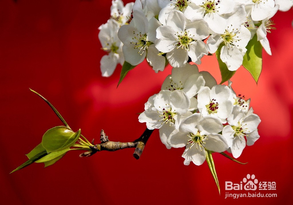 有哪些和清明节有关的诗句？