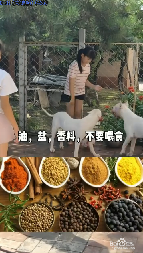 有哪些食物是狗狗不能吃的