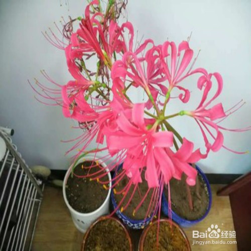 如何养好彼岸花