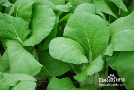 夏季吃有机蔬菜快速减肥瘦身方法