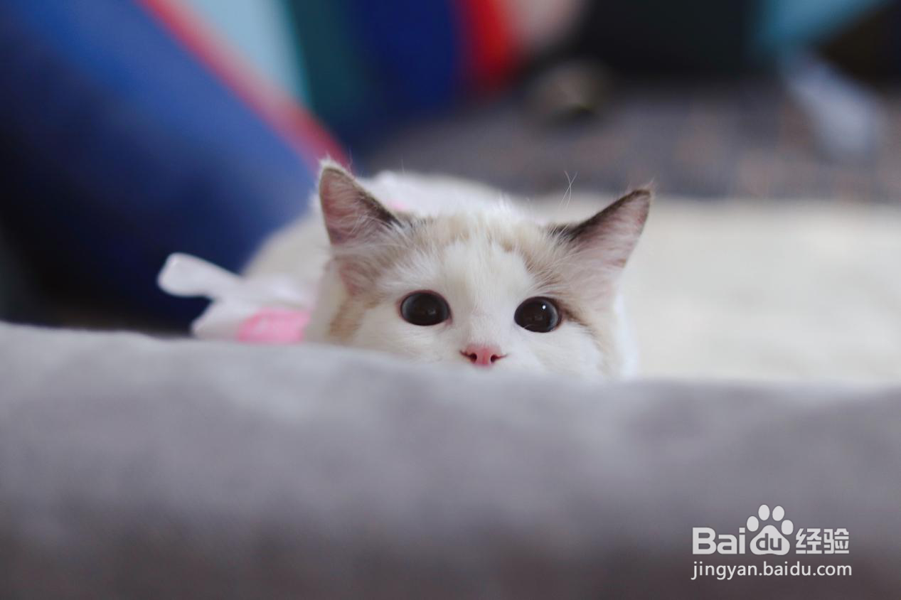 猫咪美毛适合吃鱼油还是猫卵磷脂？