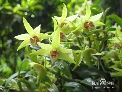 怎么区分霍山石斛和铁皮石斛