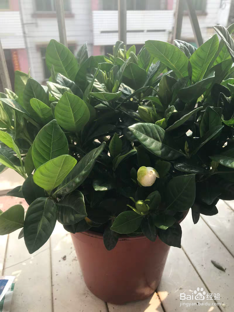 栀子花的养殖方法