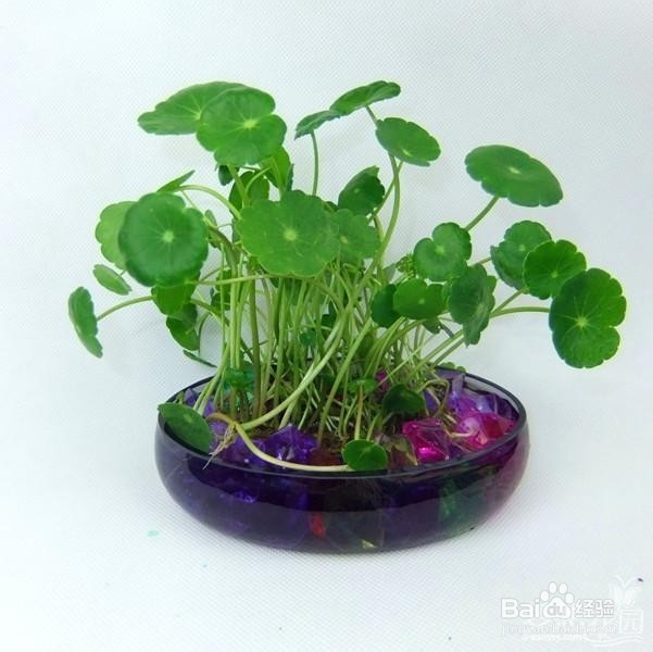 铜钱草可以水培吗？铜钱草如何养殖？