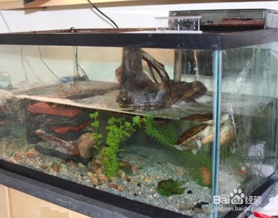 怎样养好一只龟?