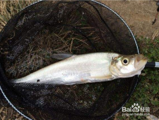 怎样才能钓获更多更大的翘嘴红鲌？