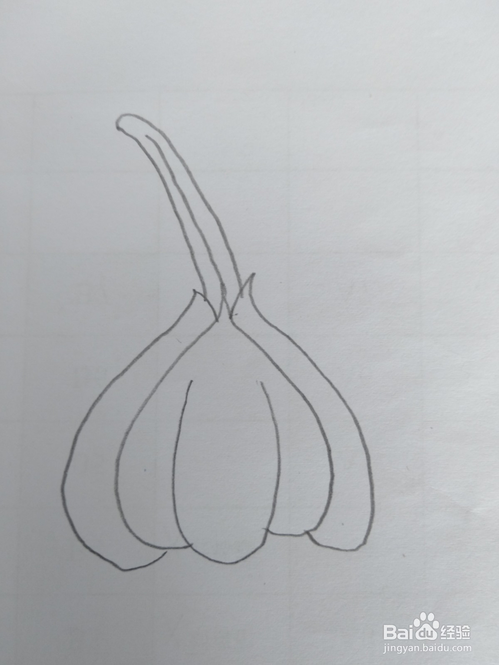 简笔画大蒜画法三