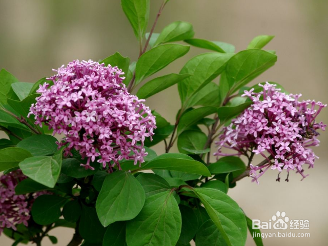 如何养殖丁香花