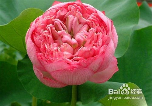 精品荷花苗的价格及种植方法