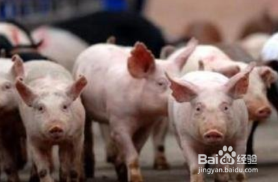 猪病毒性腹泻怎么治疗?