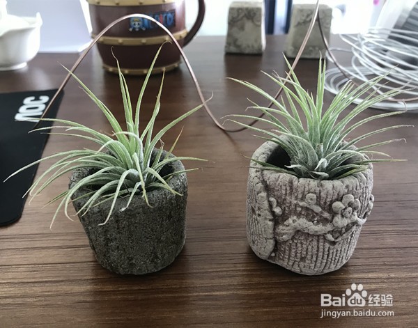 种植与养护空气凤梨的方法