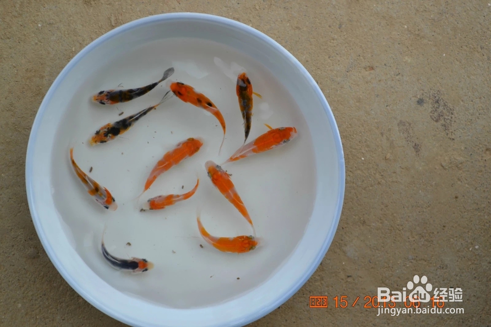 介绍锦鲤小常识