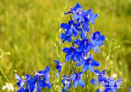 翠雀的养殖方法和注意事项