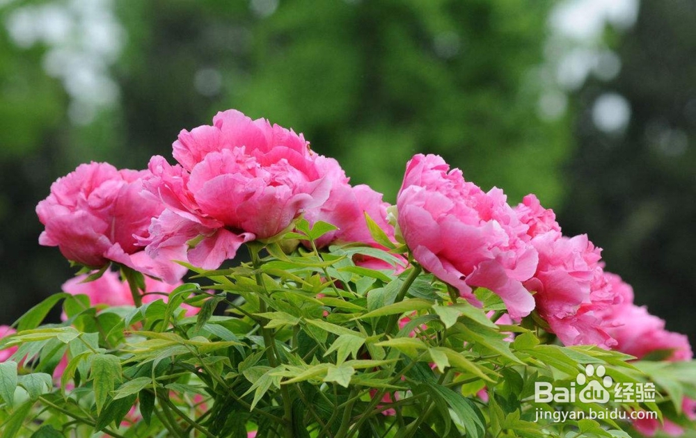 牡丹繁殖嫁接法