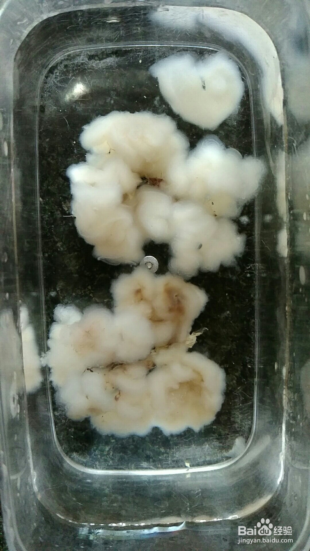简单好吃的雪蛤