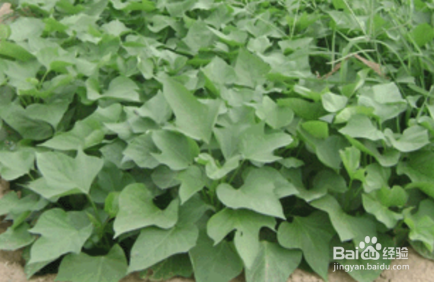 红薯削皮后怎么过夜