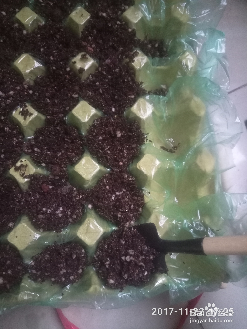 如何用鸡蛋托种多肉植物(多肉叶插)