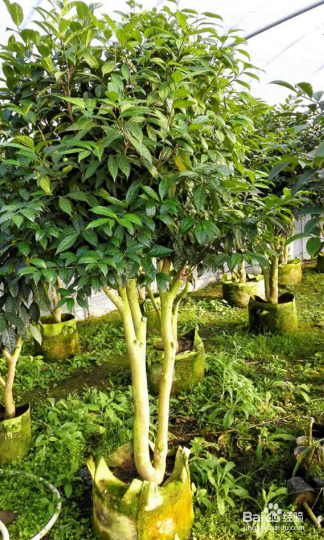 金花茶树苗的种植及繁殖方法
