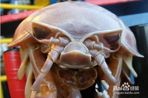 地球上真实存在的十大怪兽