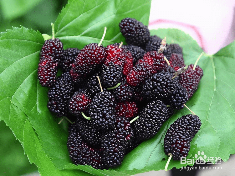 刚摘的桑葚怎么保存