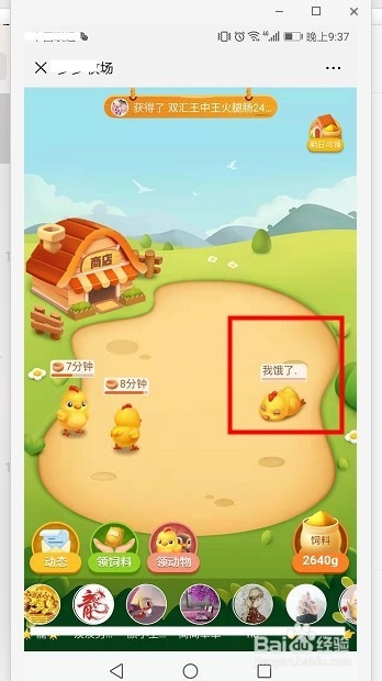 多多牧场收获鸡蛋数量并继续领养母鸡流程