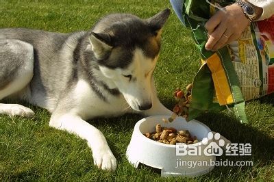狗不吃狗粮怎么办