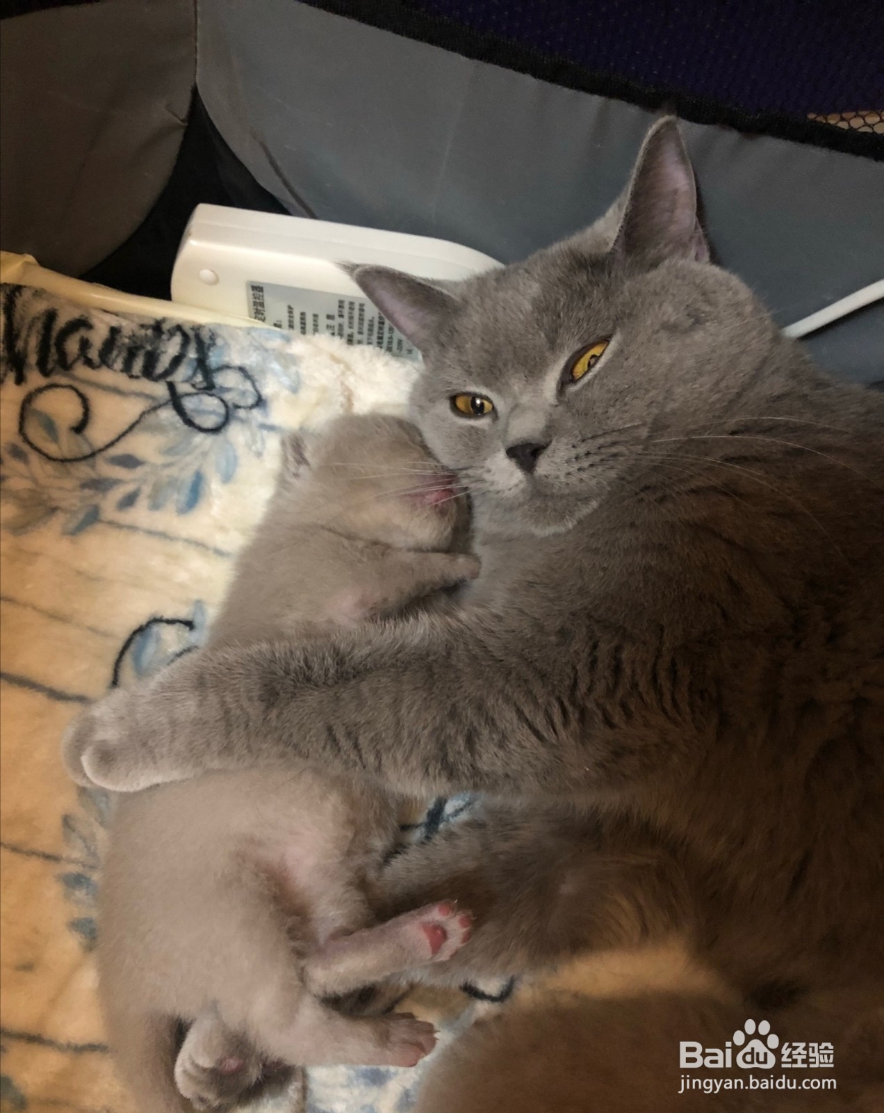 刚出生的小猫没有母猫怎么养