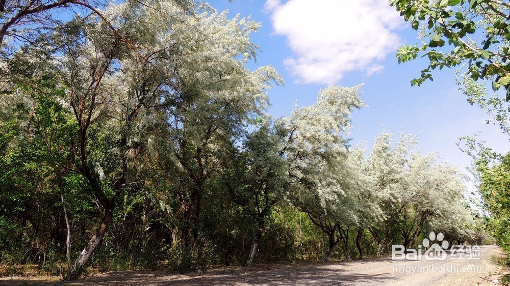 沙枣树栽植方法