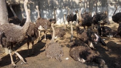 鸵鸟吃石头是怎么事