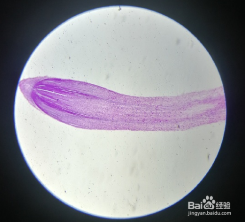观察植物根尖结构实验步骤 百度经验