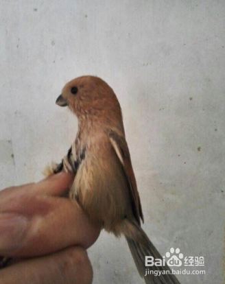 黄豆鸟怎么分公母