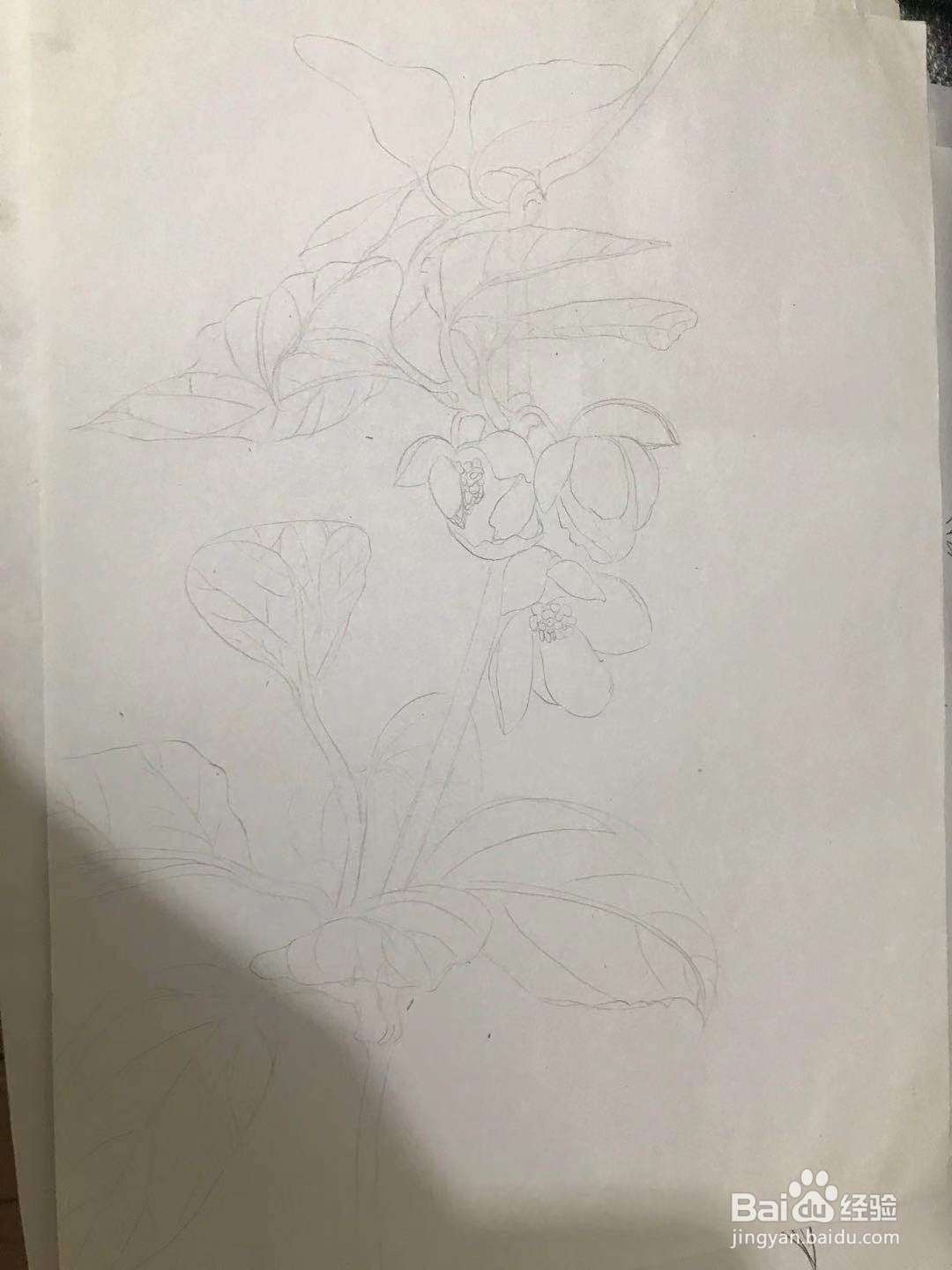 画五味子的花朵和枝叶