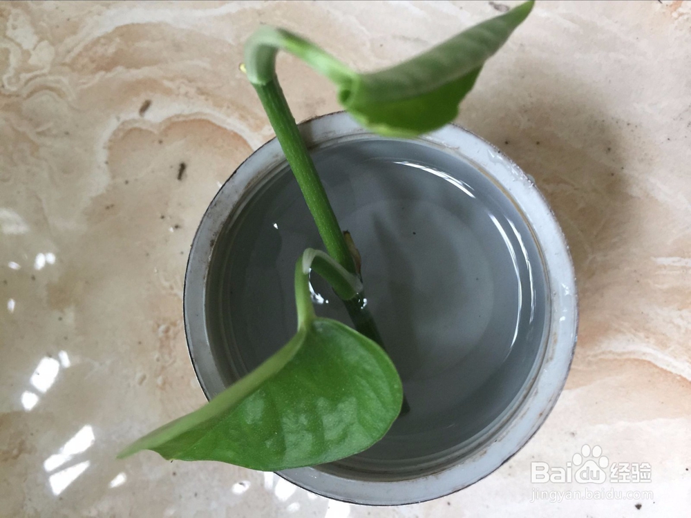 废物利用之用不要的保温瓶盖做绿萝小花盆