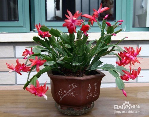 家里应该种什么绿植