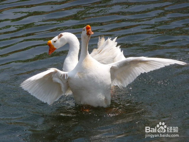 鹅的养殖方法和技术
