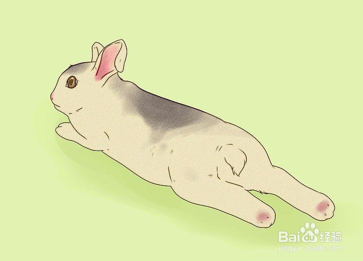 如何管理你的养兔场