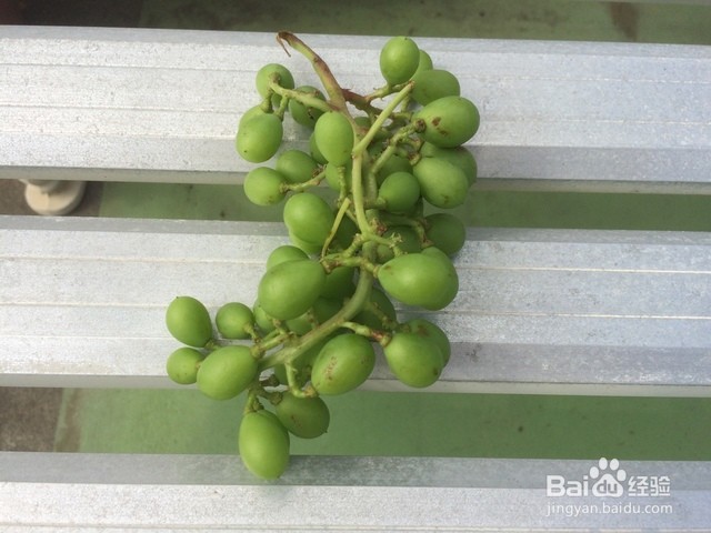 怎么种好葡萄