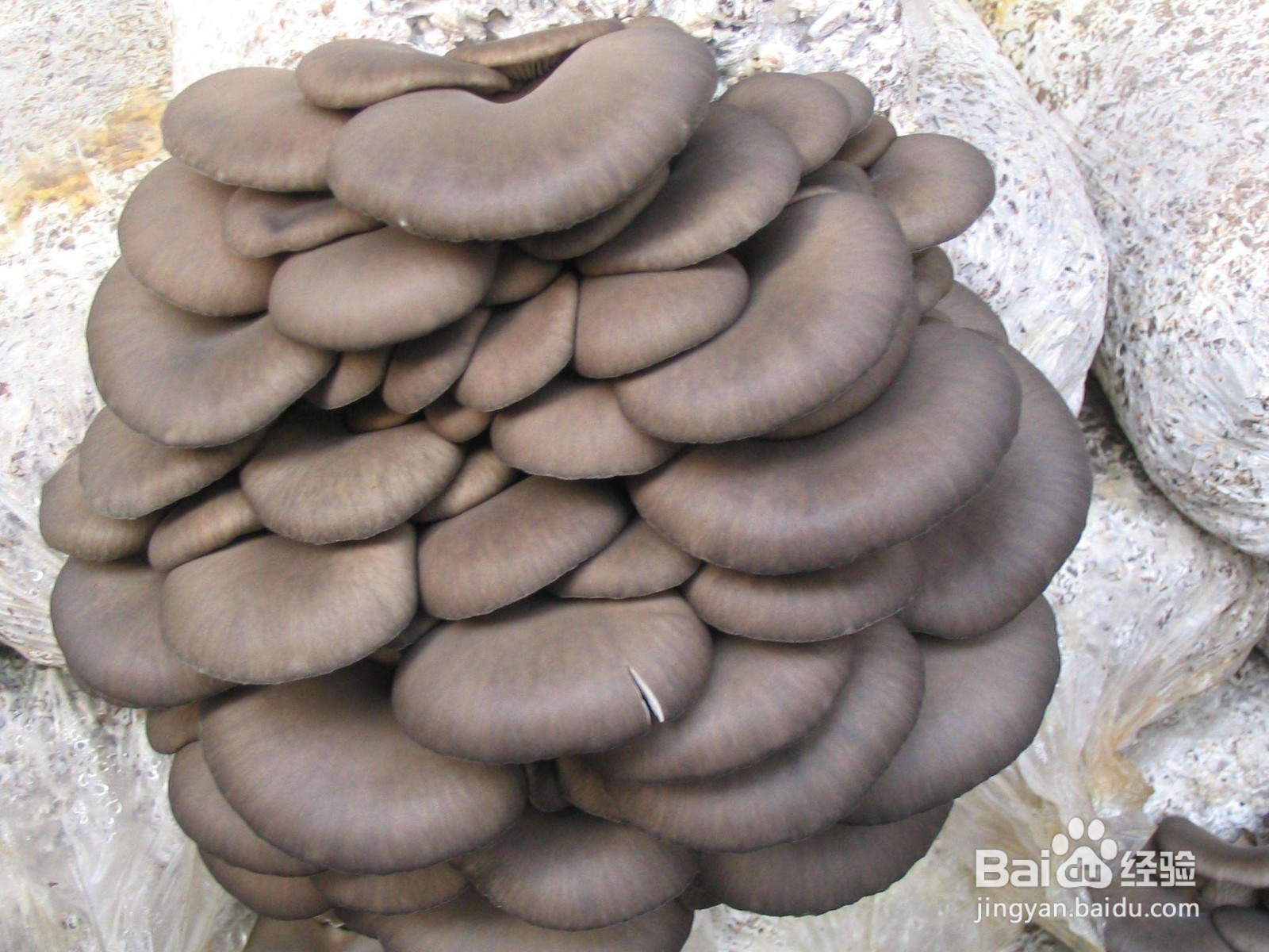 平菇出完一茬菇后该怎么管理