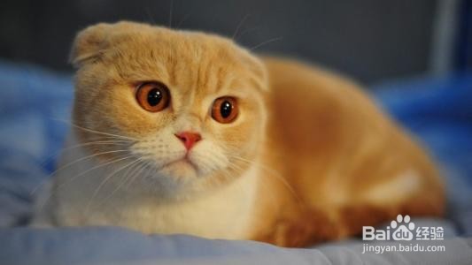 猫眼睛里进毛了怎么办