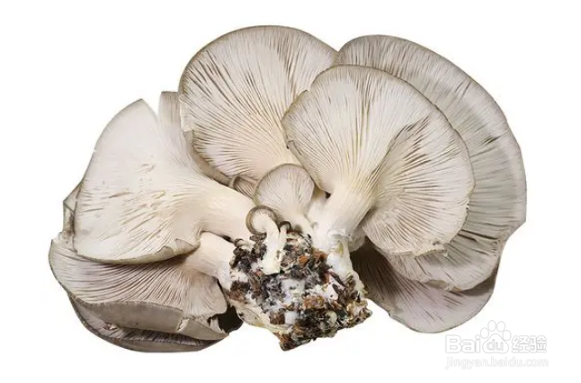 八种清淡刮油的食物