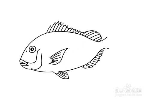 鲷鱼的简笔画