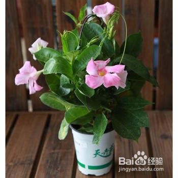 盆栽飘香藤冬天怎么养